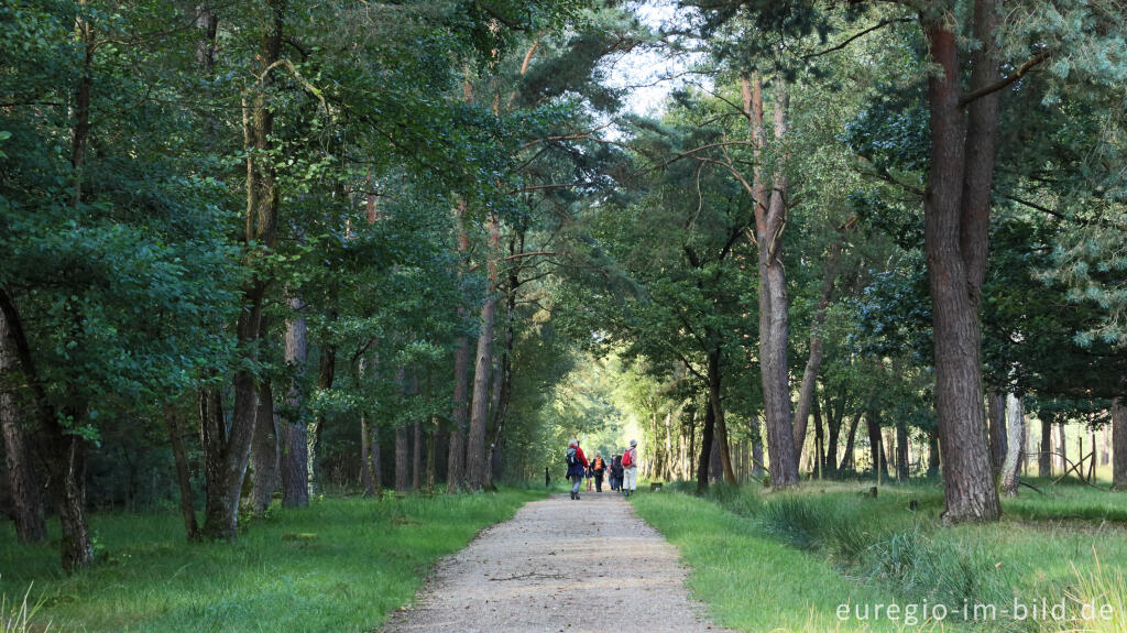 Detailansicht von In der Teverener Heide