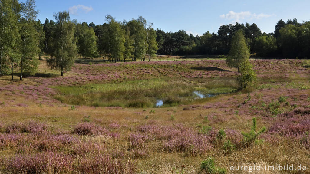 Detailansicht von In der Teverener Heide