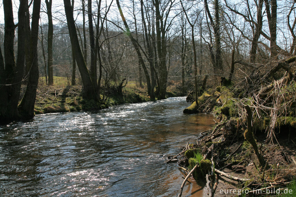 Detailansicht von Inde zwischen Niederforstbach und Krauthausen 