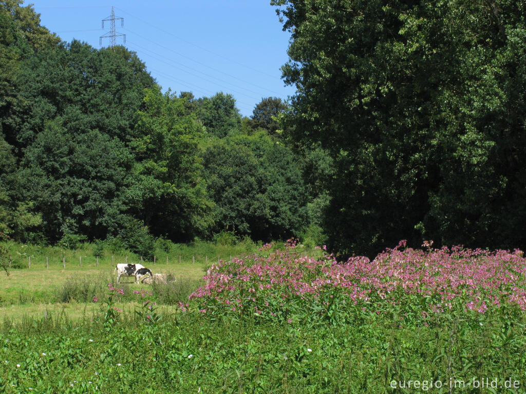 Detailansicht von Indisches Springkraut im Wurmtal bei Würselen-Pley