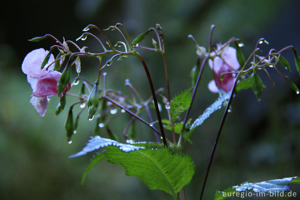 Detailansicht von Indisches Springkraut, Impatiens glandulifera, Liesertal in der Vulkaneifel