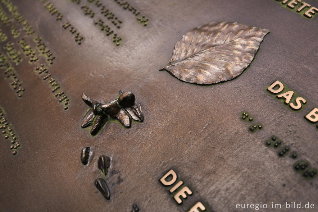 Detailansicht von Infotafel im Wilden Kermeter