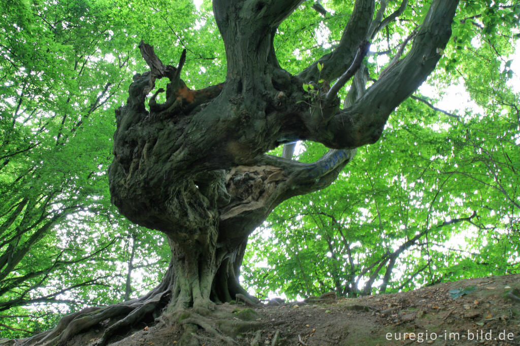 Detailansicht von Innerer Landgraben, Friedrichwald bei Aachen