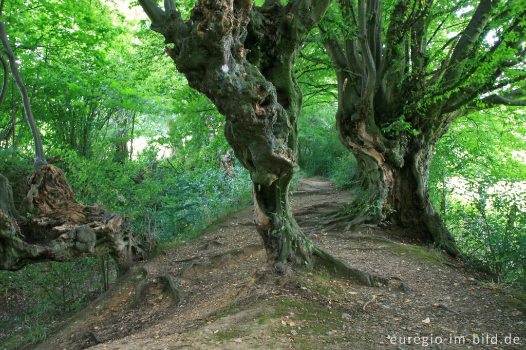 Detailansicht von Innerer Landgraben, Friedrichwald bei Aachen