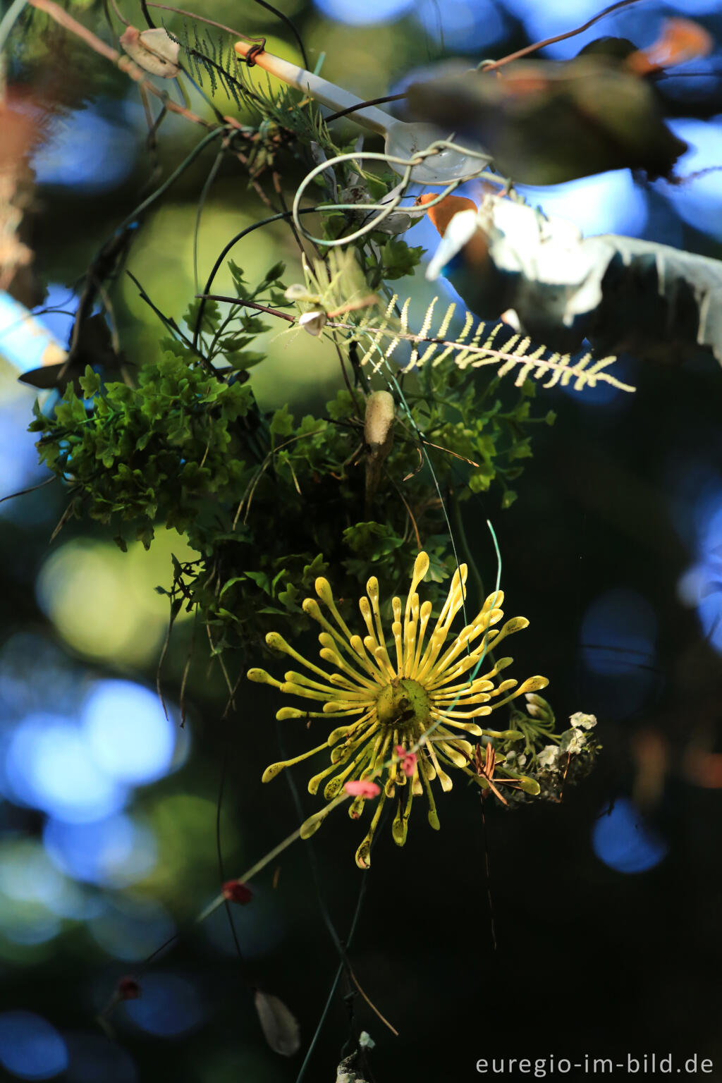 Detailansicht von Installation im Eibenwald auf dem Lousberg, Aachen 2014