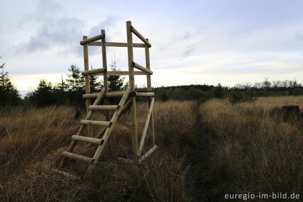 Detailansicht von Jägerstand im Herbôfaye, Hohes Venn