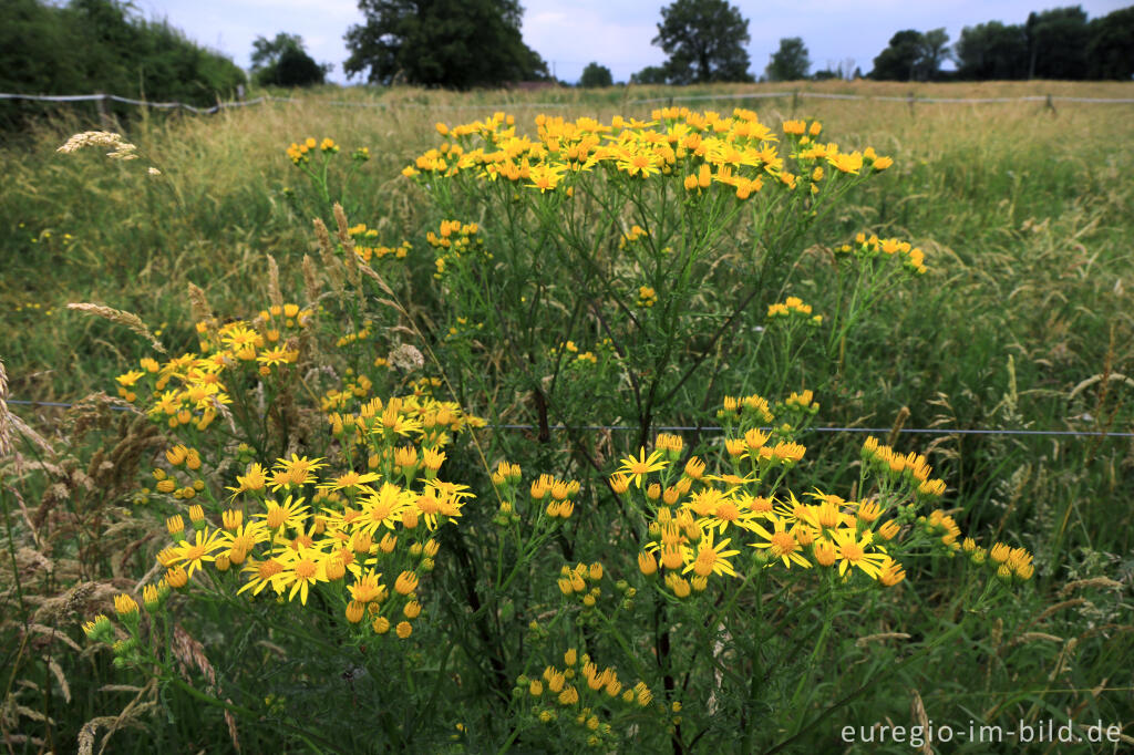 Detailansicht von Jakobskreuzkraut, Senecio jacobaea