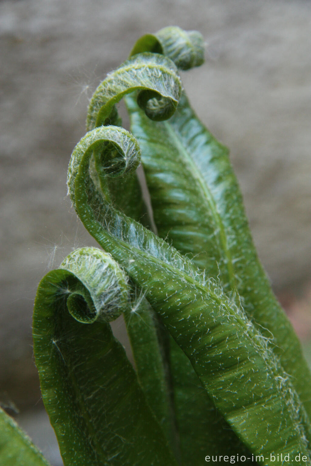 Detailansicht von Junge Blätter der Hirschzunge bzw. des Hirschzungenfarns, Asplenium scolopendrium L.