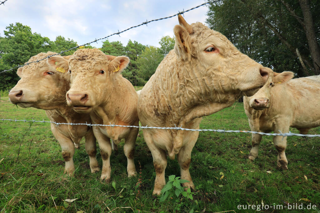 Detailansicht von Junge Charolais-Bullen