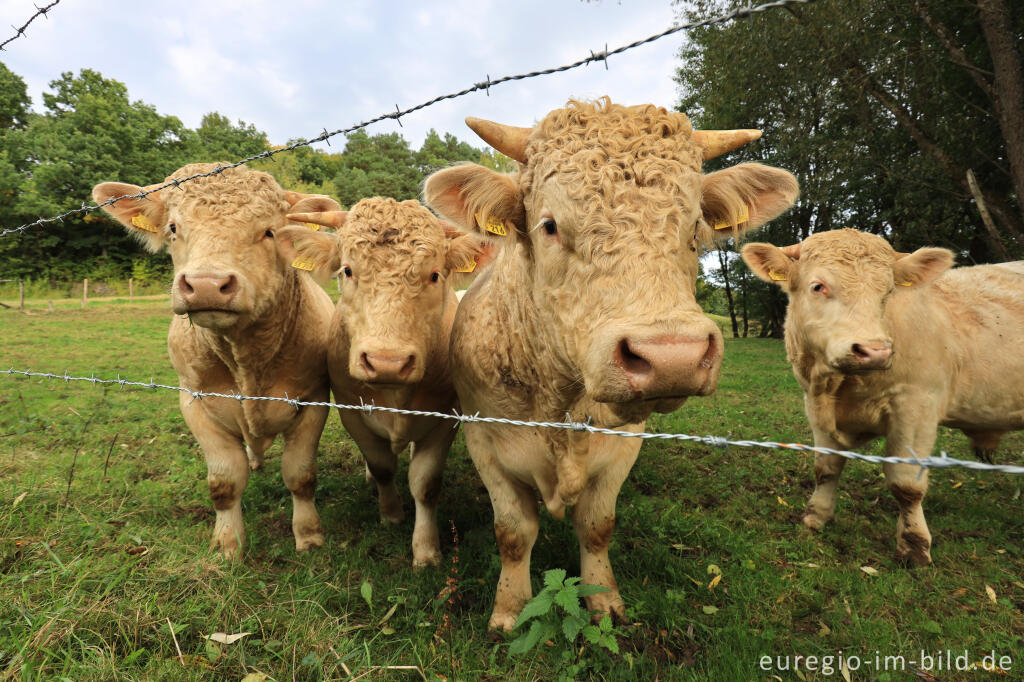 Detailansicht von Junge Charolais-Bullen