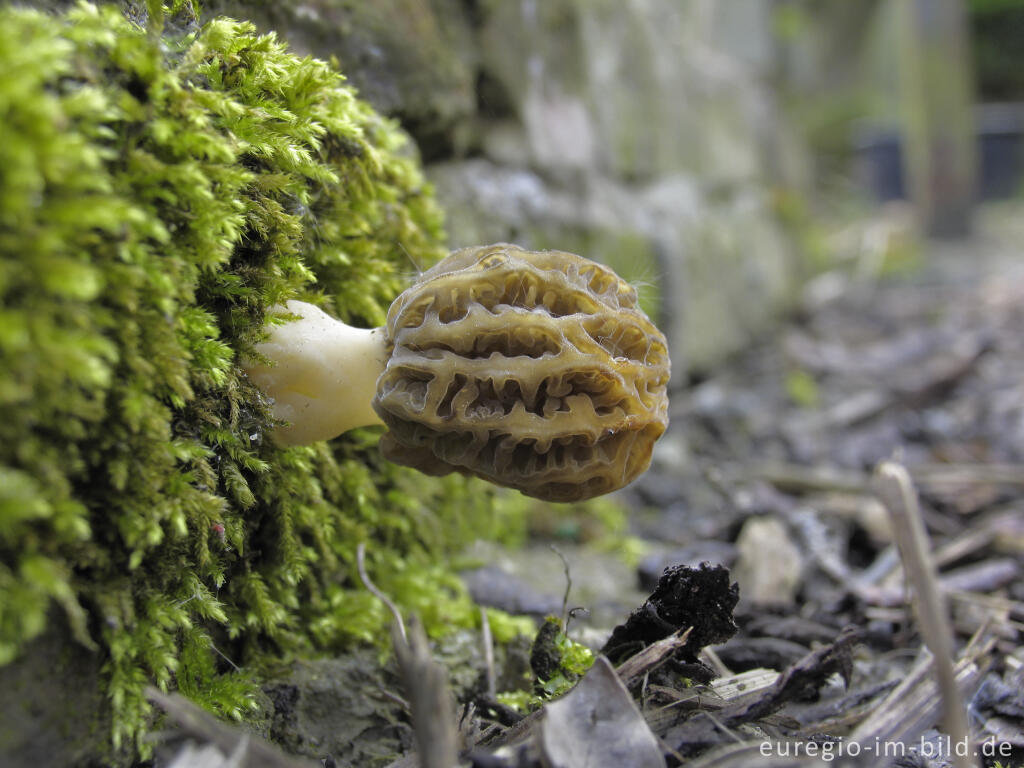 Junge Spitzmorchel, Morchella elata