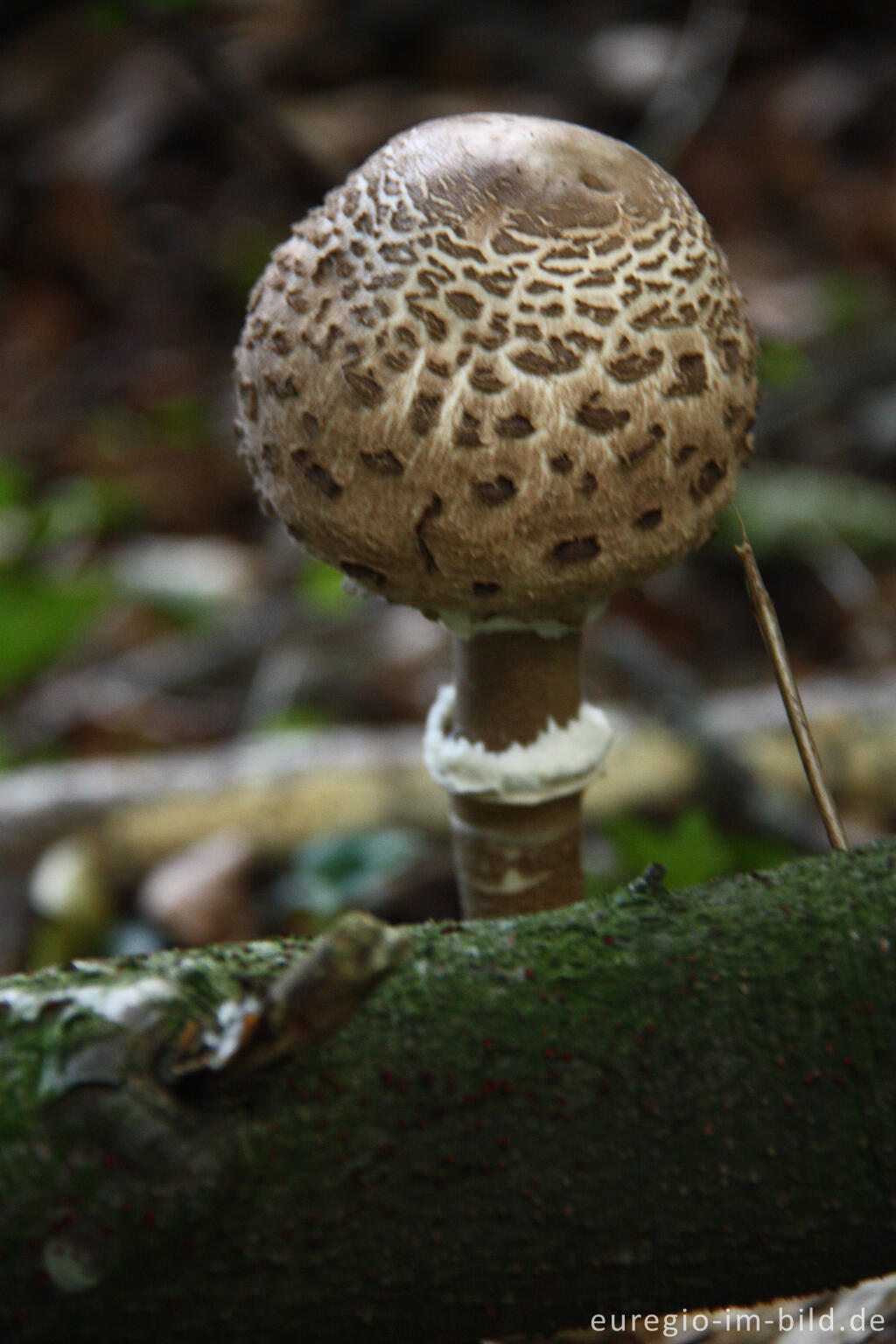 Detailansicht von Junger Parasol, Macrolepiota procera