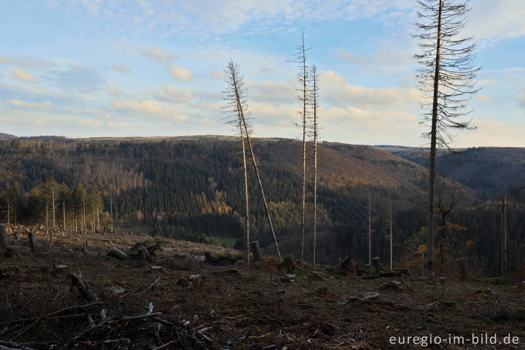 Detailansicht von Kahlschlag bei Erkensruhr