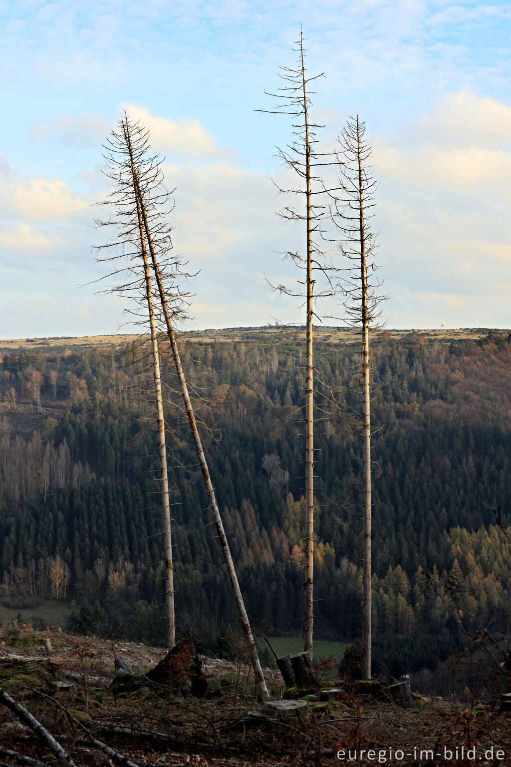 Detailansicht von Kahlschlag bei Erkensruhr