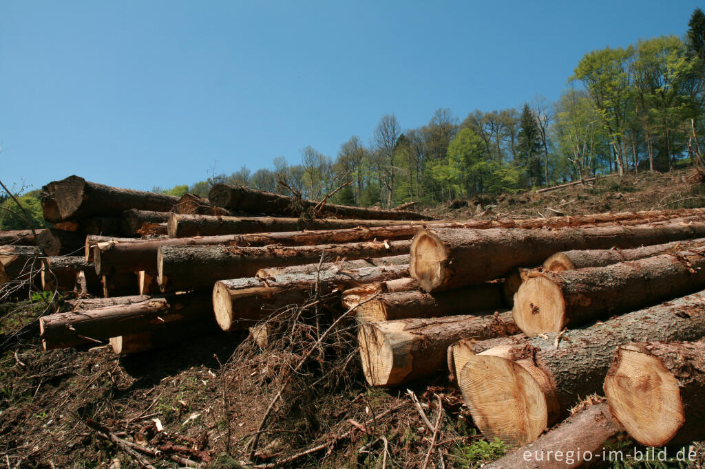 Detailansicht von Kahlschlag im Rohrener Wald, Eifelsteig