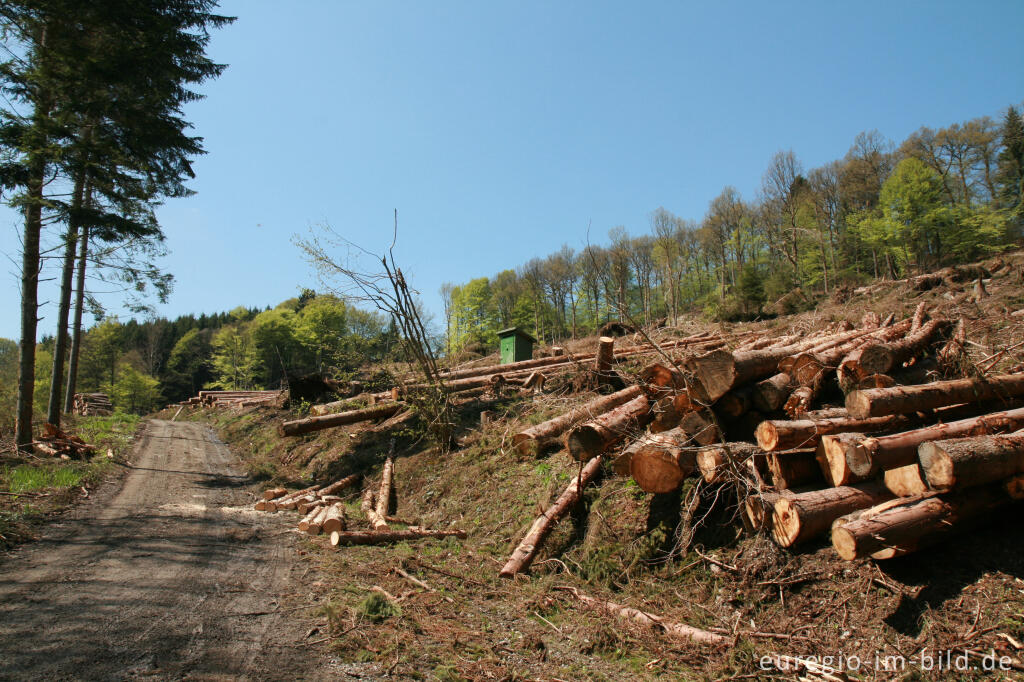 Kahlschlag im Rohrener Wald, Eifelsteig