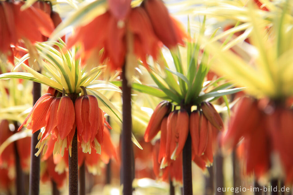 Detailansicht von Kaiserkrone, Fritillaria imperialis 