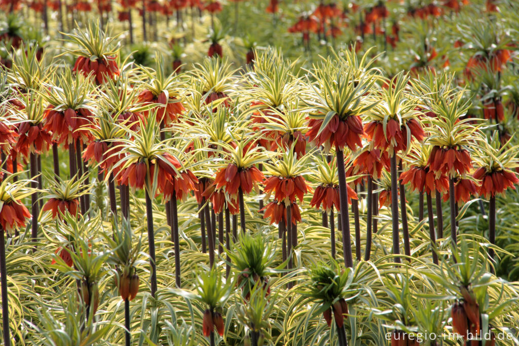 Detailansicht von Kaiserkrone, Fritillaria imperialis 