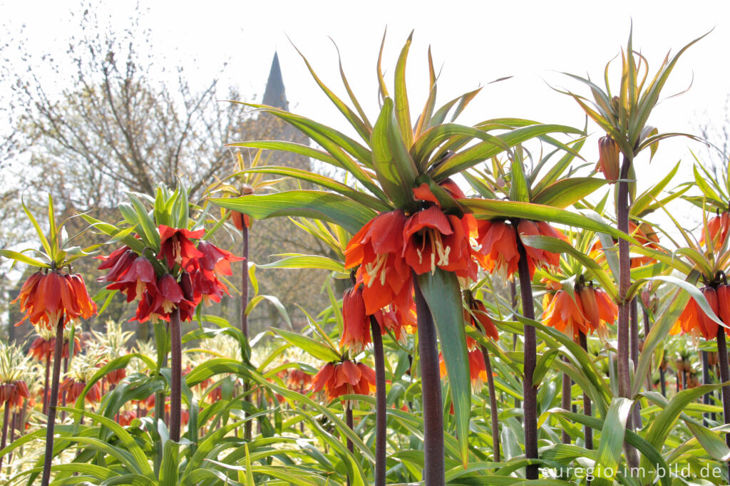 Detailansicht von Kaiserkrone, Fritillaria imperialis 