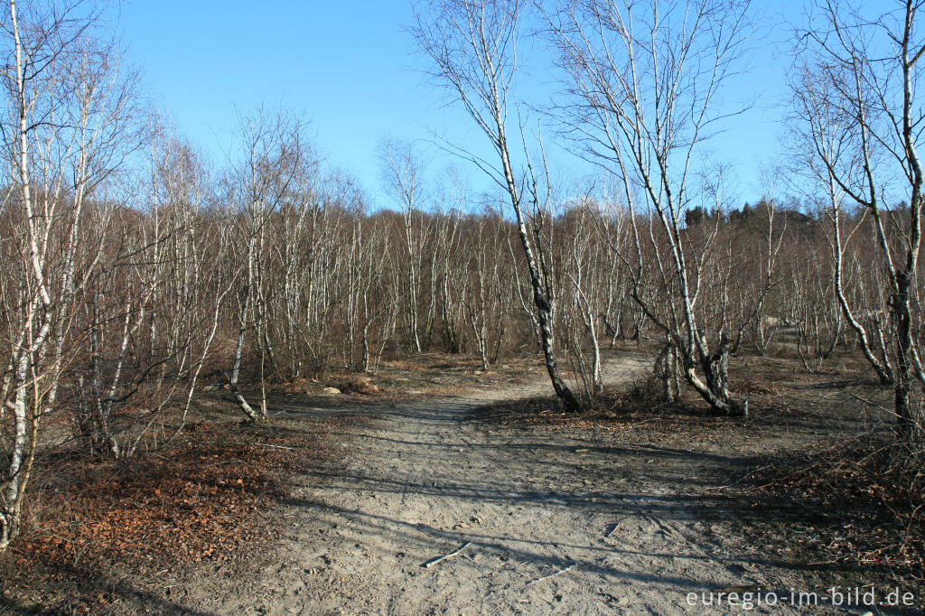 Detailansicht von Kalkberg im Wurmtal bei Würselen