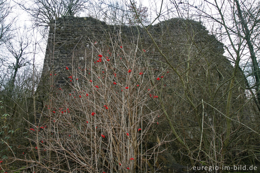 Detailansicht von Kalkofen bei Aachen-Schmithof, Rote Heckenkirsche, 