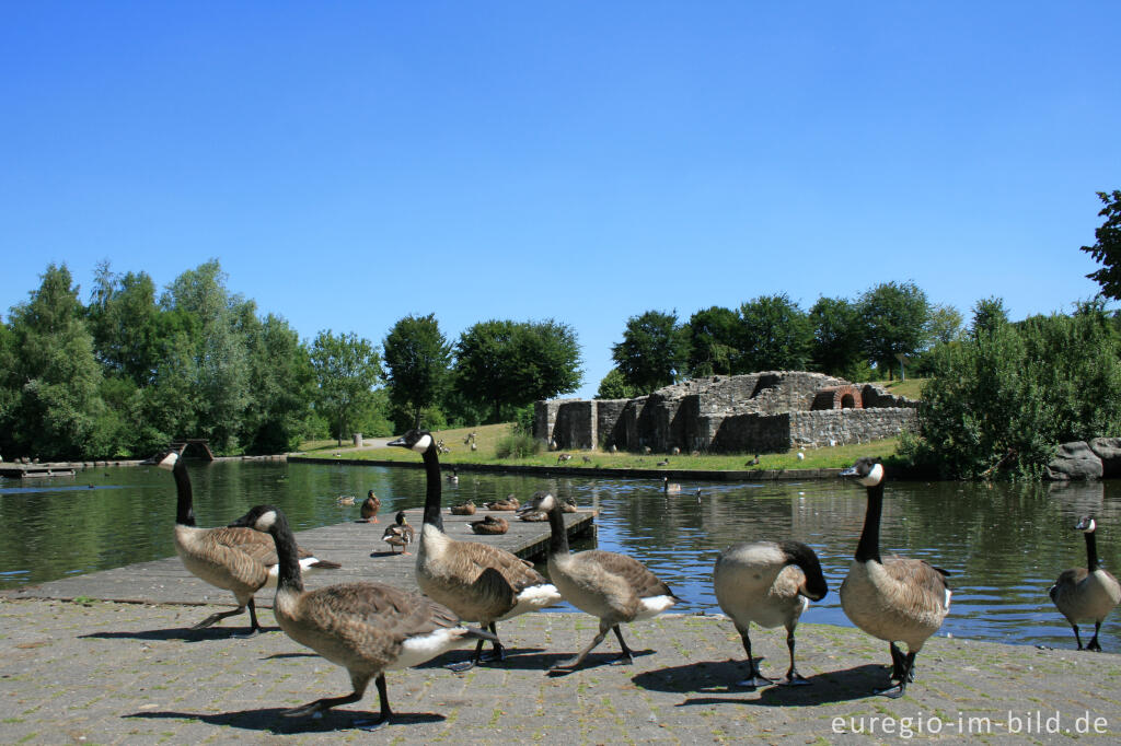 Detailansicht von Kanadagans (Branta canadensis) im Naherholungsgebiet Wurmtal, Übach-Palenberg