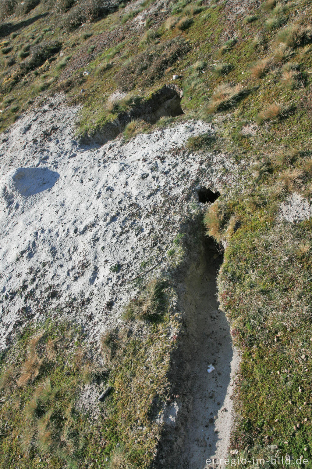 Detailansicht von Kaninchenbau in der Brunssumer Heide