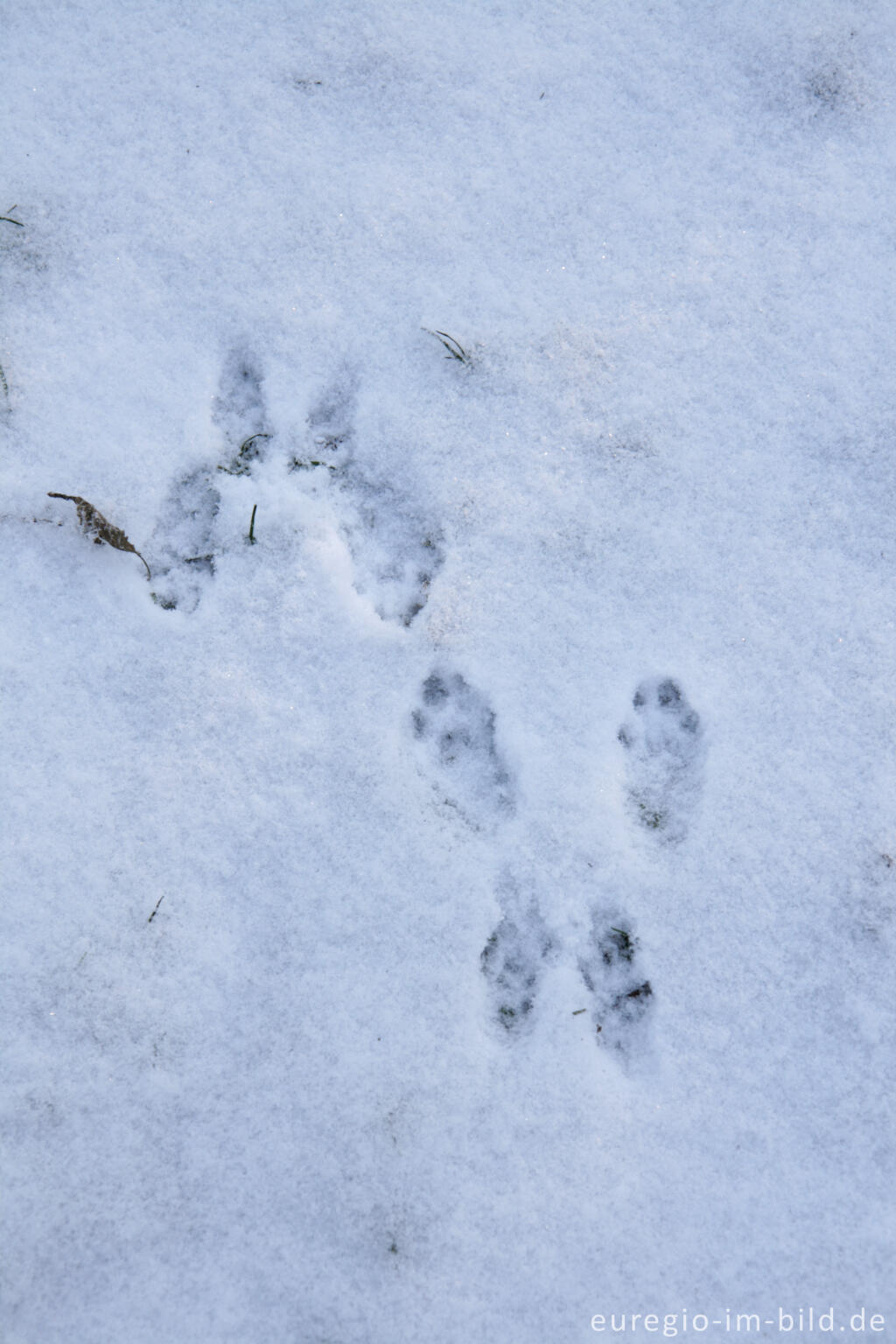 Detailansicht von Kaninchenspur im Schnee