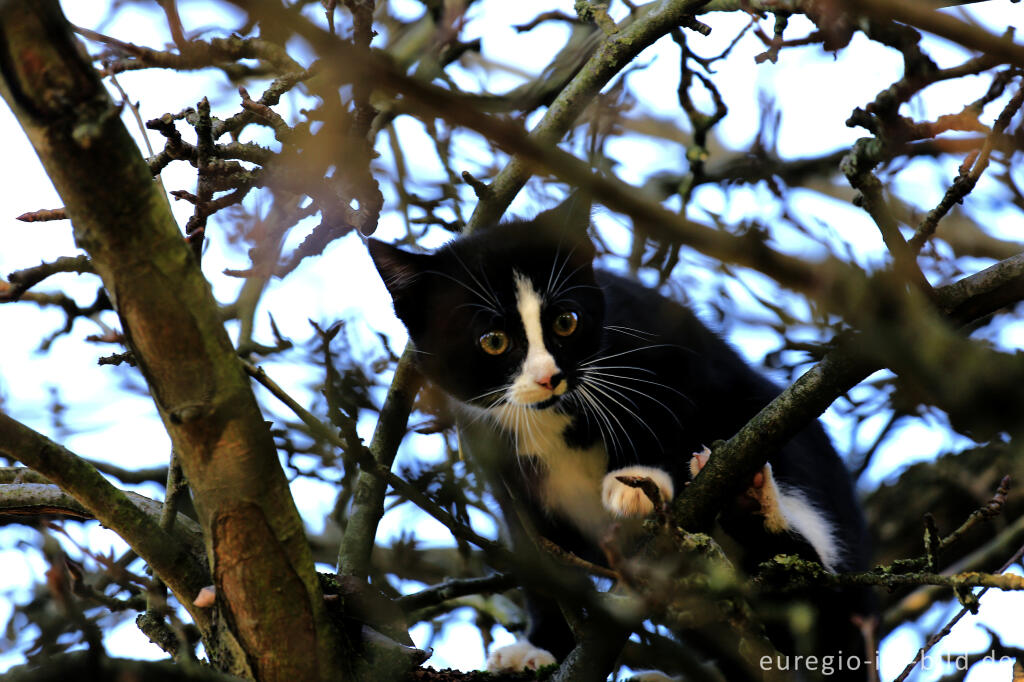 Detailansicht von Katze auf einem Baum