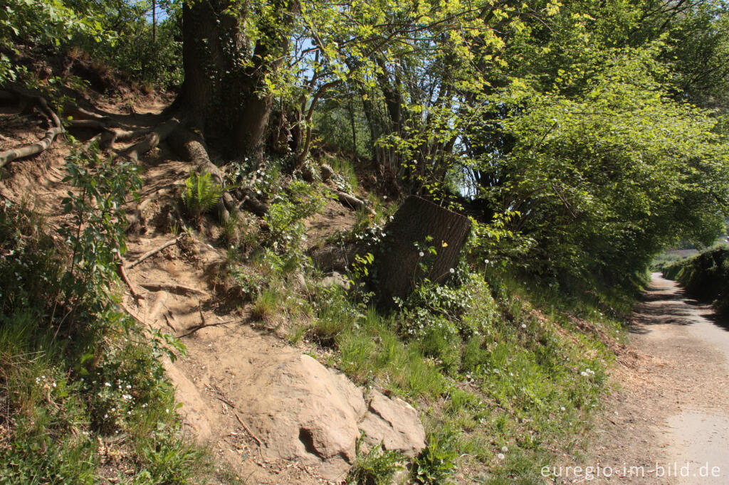 Detailansicht von "Kinderpfad" parallel zum Philippionsweg bei Aachen-Hanbruch