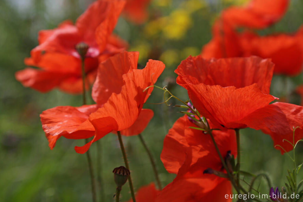 Detailansicht von Klatschmohn, Papaver rhoeas