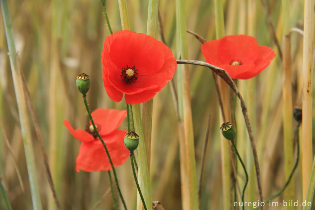 Detailansicht von Klatschmohn, Papaver rhoeas, in einem Getreidefeld