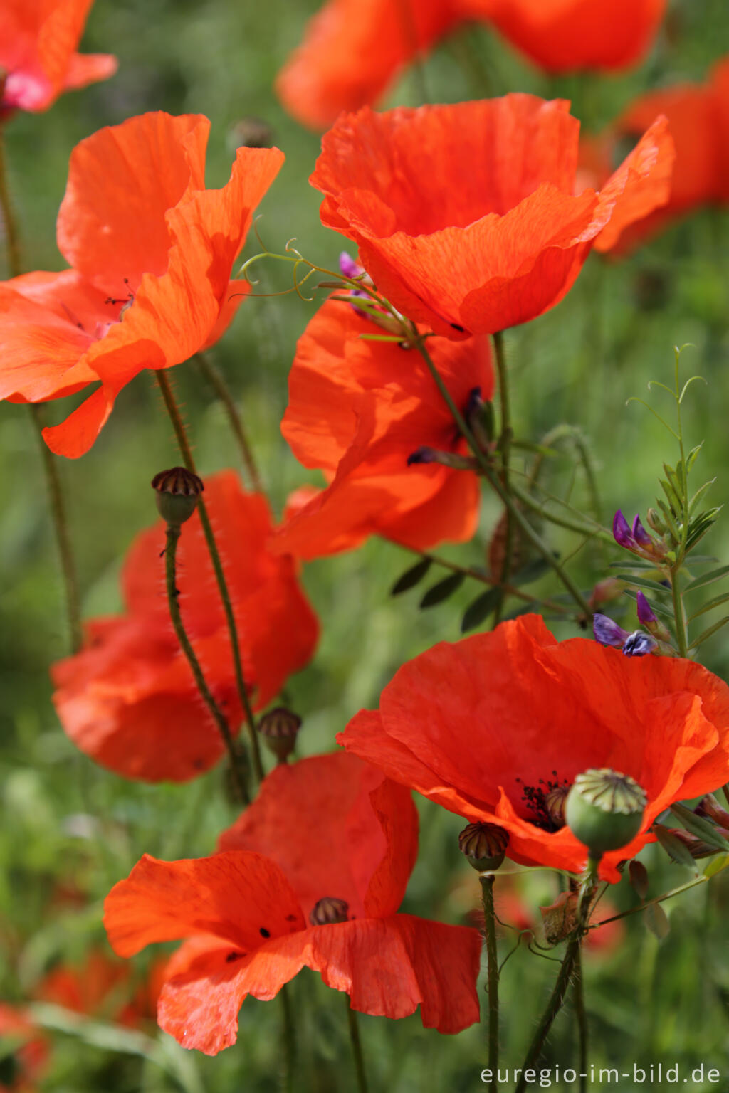 Detailansicht von Klatschmohn, Papaver rhoeas