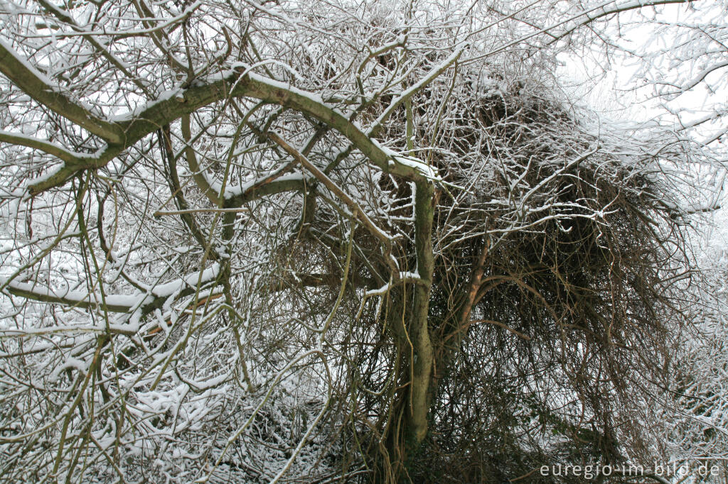 Detailansicht von Kleine Wildnis