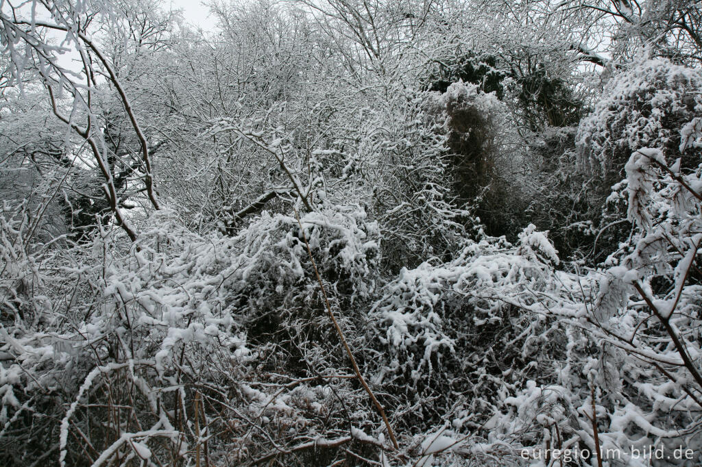 Detailansicht von Kleine Wildnis