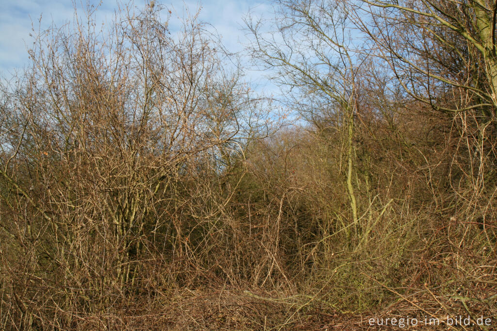 Detailansicht von Kleine Wildnis, Aachen-Schmithof