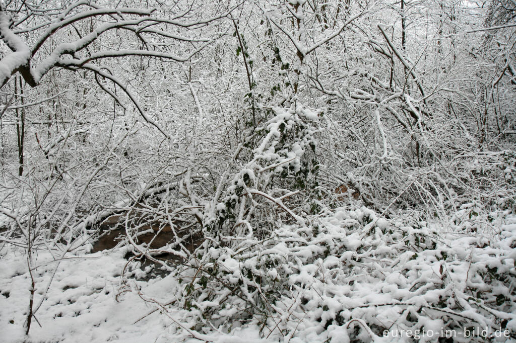 Detailansicht von Kleine Wildnis im Wurmtal