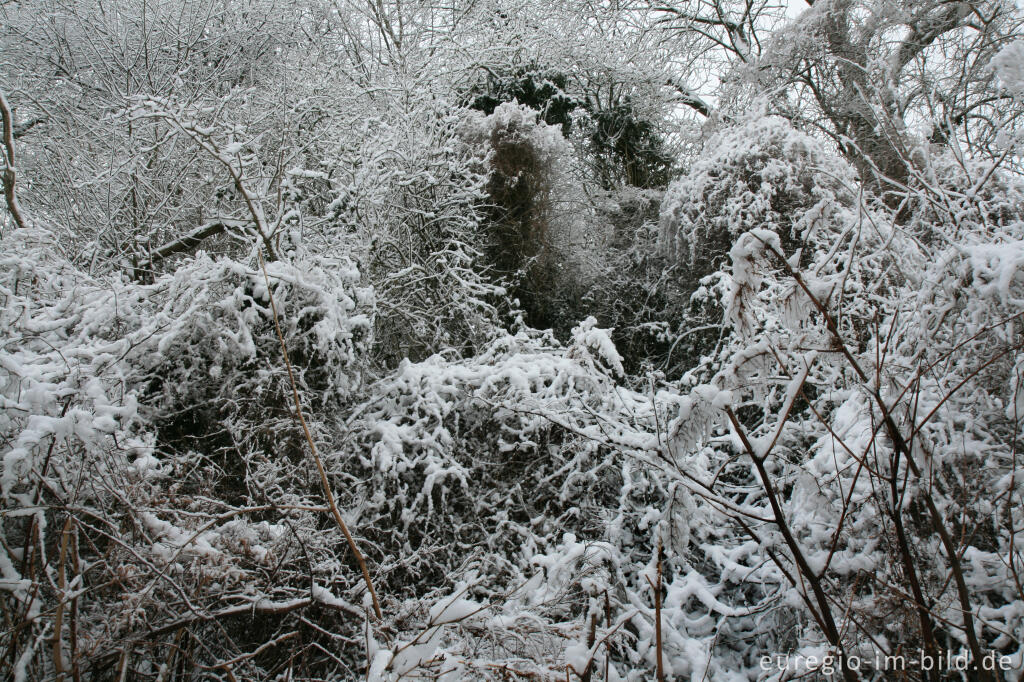 Detailansicht von Kleine Wildnis