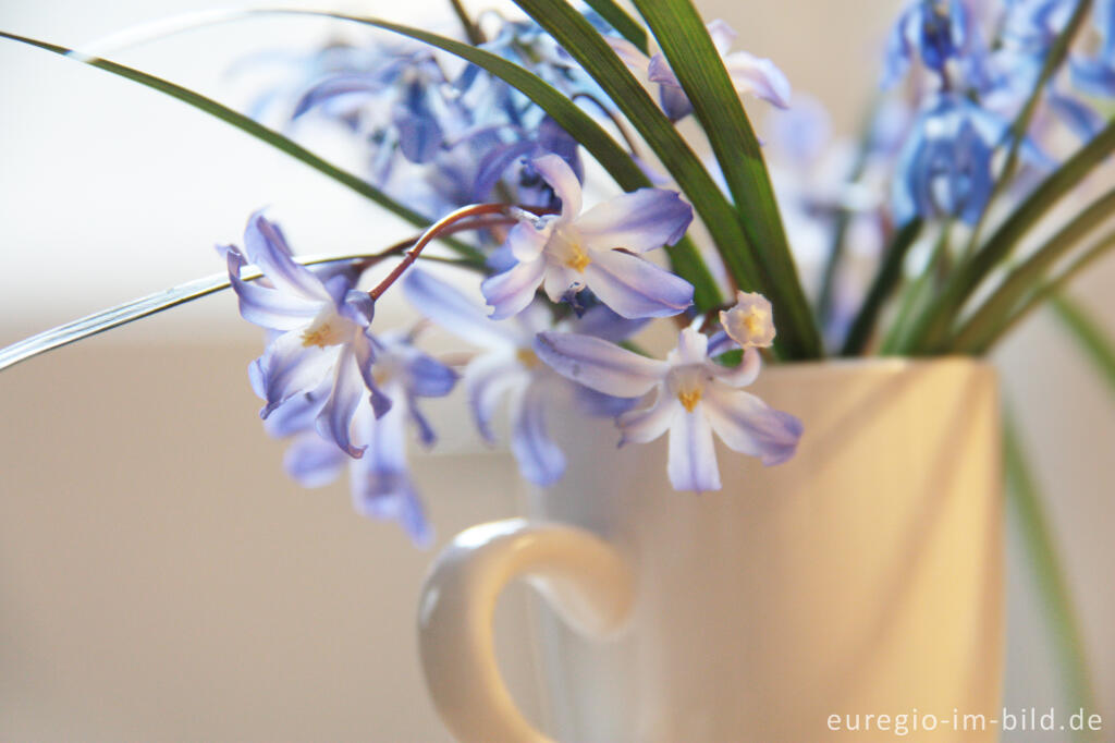 Detailansicht von Kleiner Blumenstrauß mit Blausternen (Scilla)