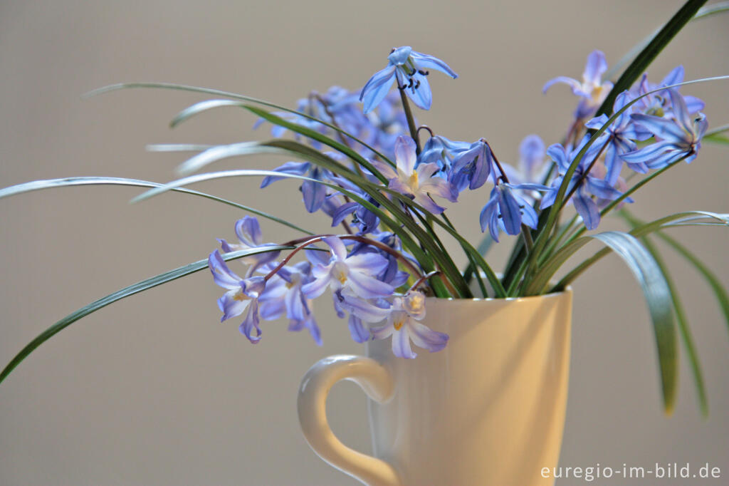 Detailansicht von Kleiner Blumenstrauß mit Blausternen (Scilla)