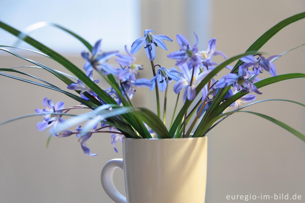 Kleiner Blumenstrauß mit Blausternen (Scilla)