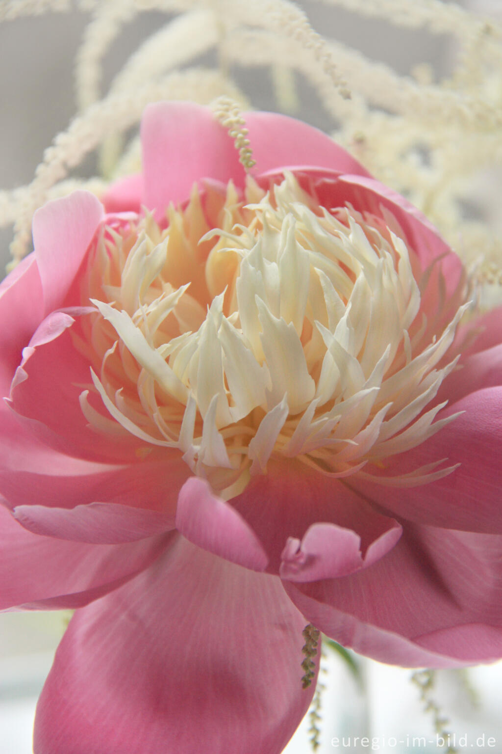 Detailansicht von Kleiner Blumenstrauß mit der Pfingstrose "Bowl of Beauty" und dem "Wald-Geißbart"