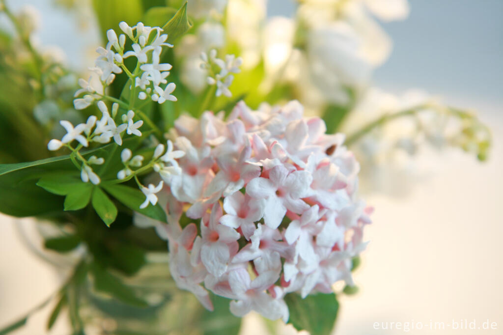 Detailansicht von Kleiner Blumenstrauß mit  Duftschneeball (Viburnum farreri) und Waldmeister (Galium odoratum)