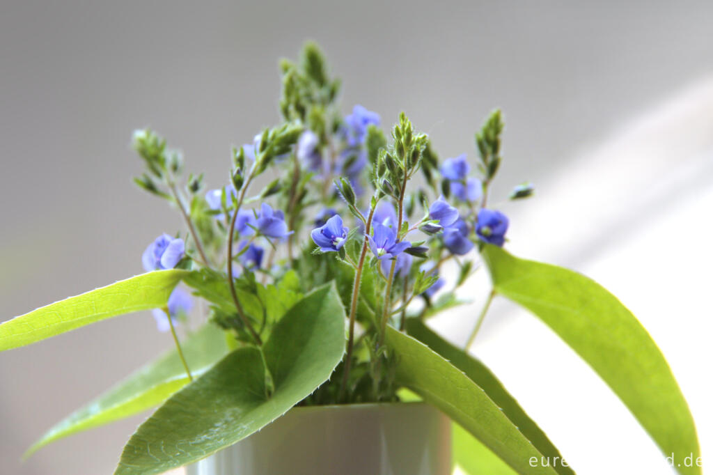 Detailansicht von Kleiner Blumenstrauß mit Gamander-Ehrenpreis und Blättern der Elfenblume