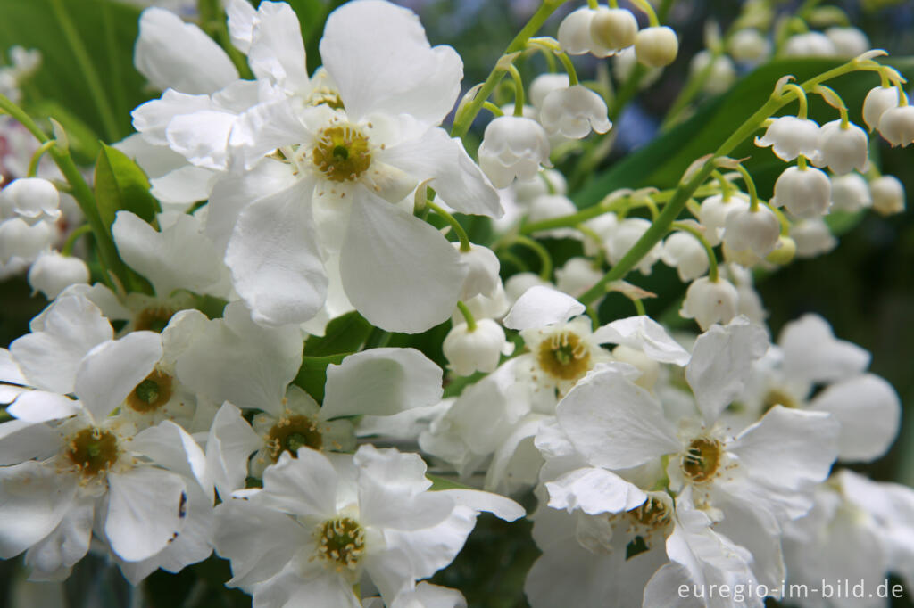 Detailansicht von Kleiner Blumenstrauß mit Gartenblumen, Mai