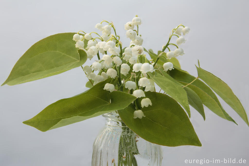 Detailansicht von Kleiner Blumenstrauß mit Maiglöckchen, Convallaria majalis und den Blättern der Elfenblume, Epimedium