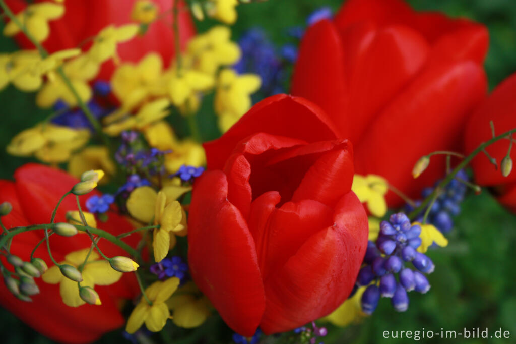 Detailansicht von Kleiner Frühlings-Blumenstrauß mit roten Tulpen, Elfenblume, Kaukasusvergissmeinnicht und Traubenhyazinthen.