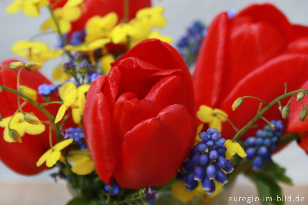 Detailansicht von Kleiner Frühlings-Blumenstrauß mit roten Tulpen, Elfenblume, Kaukasusvergissmeinnicht und Traubenhyazinthen.