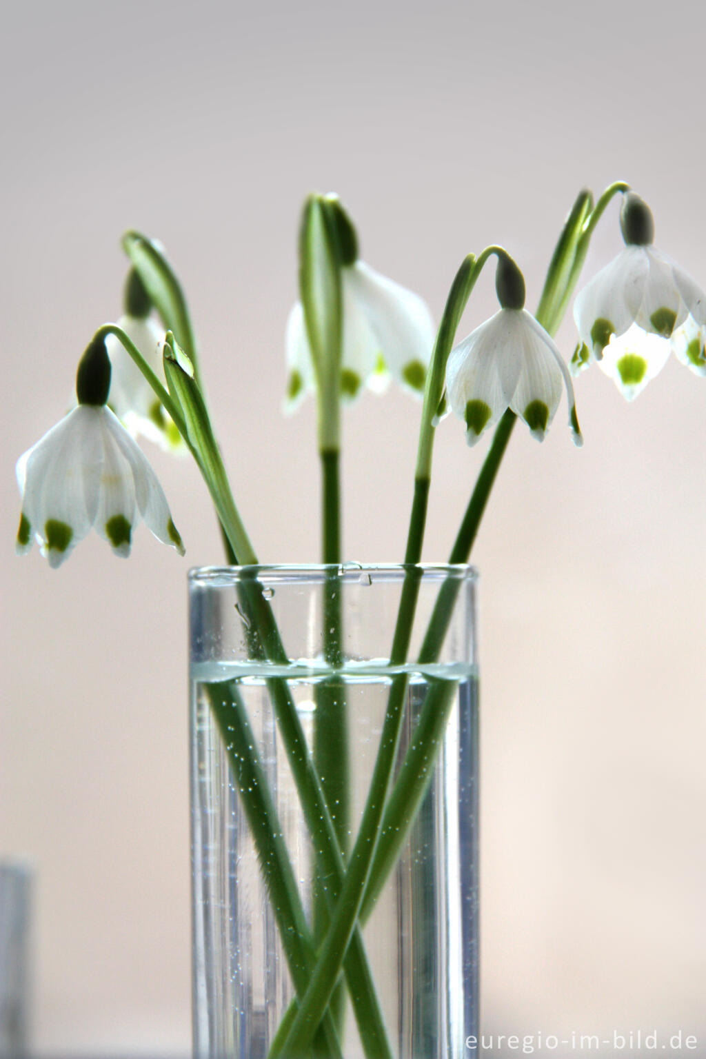 Detailansicht von Kleiner Frühlingstrauß mit Frühlings-Knotenblumen