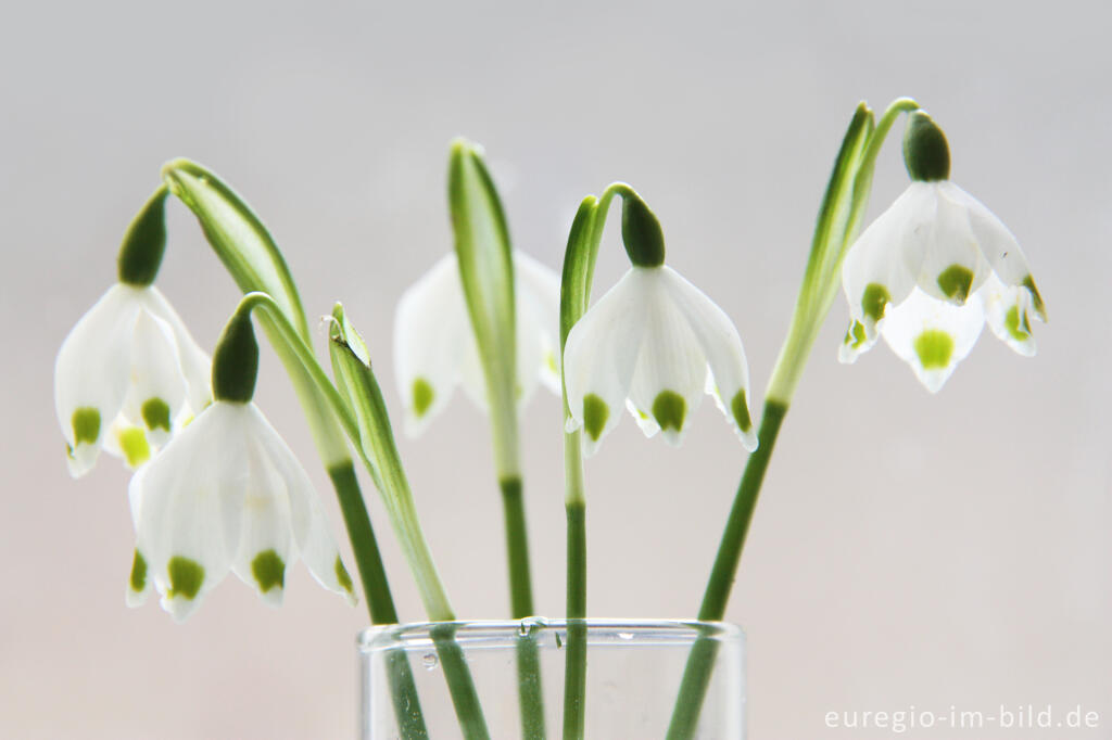 Detailansicht von Kleiner Frühlingstrauß mit Frühlings-Knotenblumen